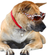 Illustration for article titled You Should Probably Stop Getting Your Dog Stoned